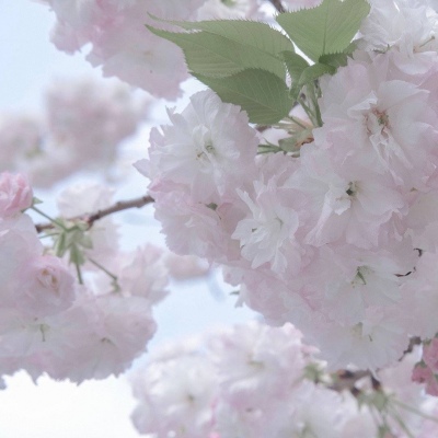 青神福瑞交流群